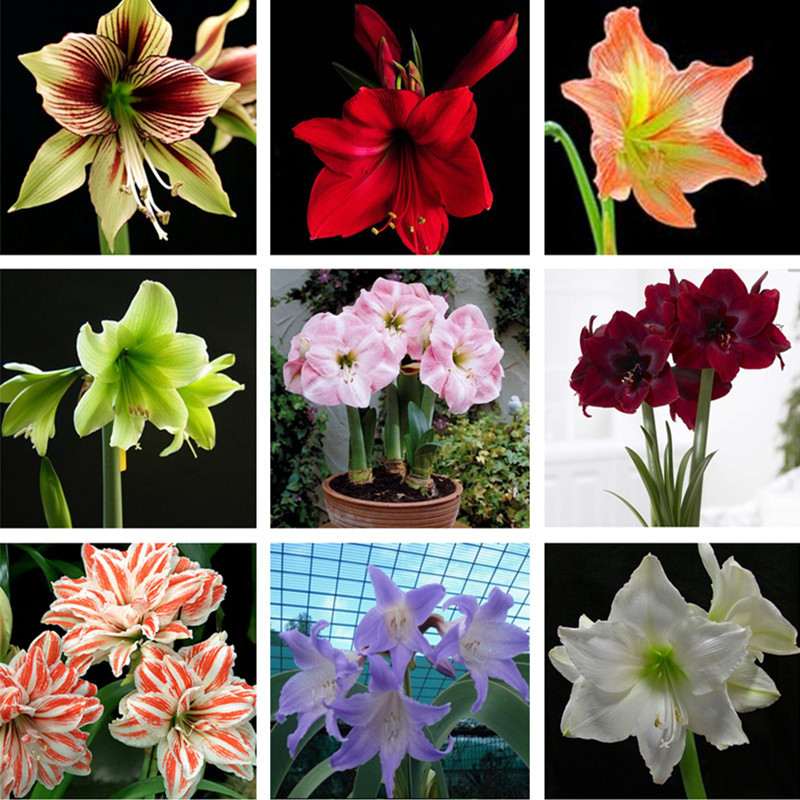 

100pcs amaryllis Flower Seeds for Patio Lawn Garden Supplies Purify The Air Absorb Harmful Gases Bonsai Plants The Germination Rate 95% Fast Growing Planting Season