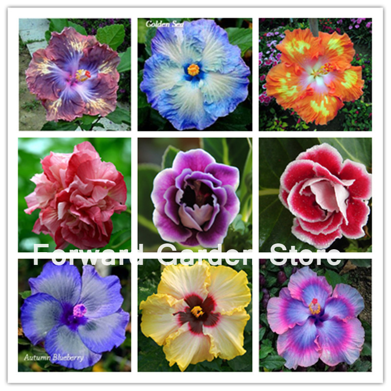 

100 Pcs seeds Hibiscus Bonsai 24 Kinds Rosa-Sinensis Tree Bonsai Garden Potted Flower Plant Easy Grow Decorative Landscaping Aerobic Potted Radiation Protection