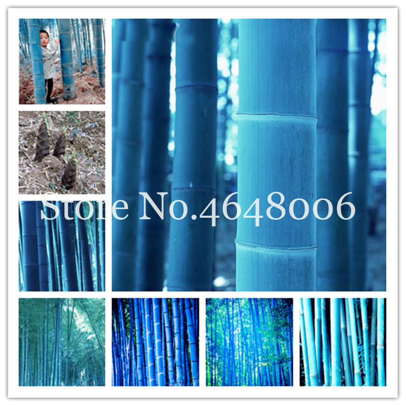 

50 Pcs seeds Chinese Fresh Rare Blue Bamboo bonsai, Perfect Ornamental Home Garden Plant ,Edible Shoots Decorative Landscaping Aerobic Potted Radiation Protection