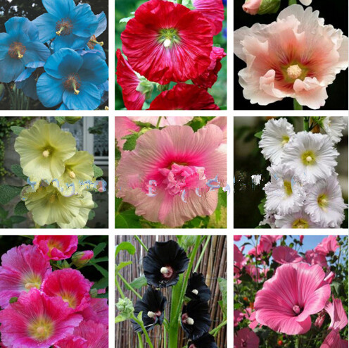 

100pcs seeds new double hollyhock flower bonsai mixed perennial garden rare decoration althaea vase rosea plant Decorative Landscaping Absorb Harmful Gases