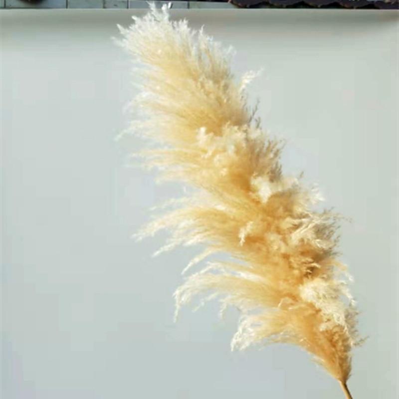 

Super Pampas Grass Home Decor Natural Dried Flower Rabbits Tail Grass Large Wedding Layout Corner Shop Display Window Decoration, 20pcs small luwei