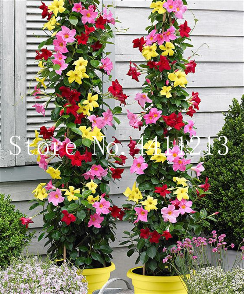 

20 pcs seeds Climbing Jasmine plant Rare Flower Bonsai Perennial indoor Outdoor Plants Decorative house for Home Garden Planting Planting Season Purify The Air