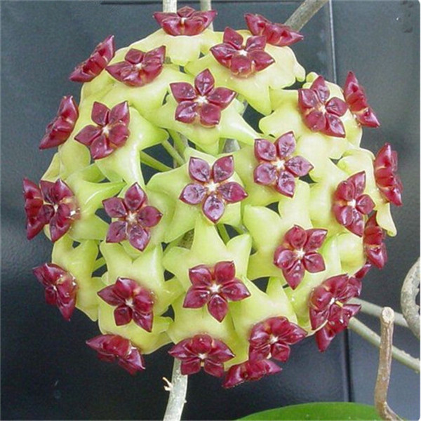 

100PCS Hoya Flower Seeds Bonsai Rare Plants for The Garden Variety of Colors Planting Season Beautifying And Air Purification The Germination Rate 95% Gorgeous