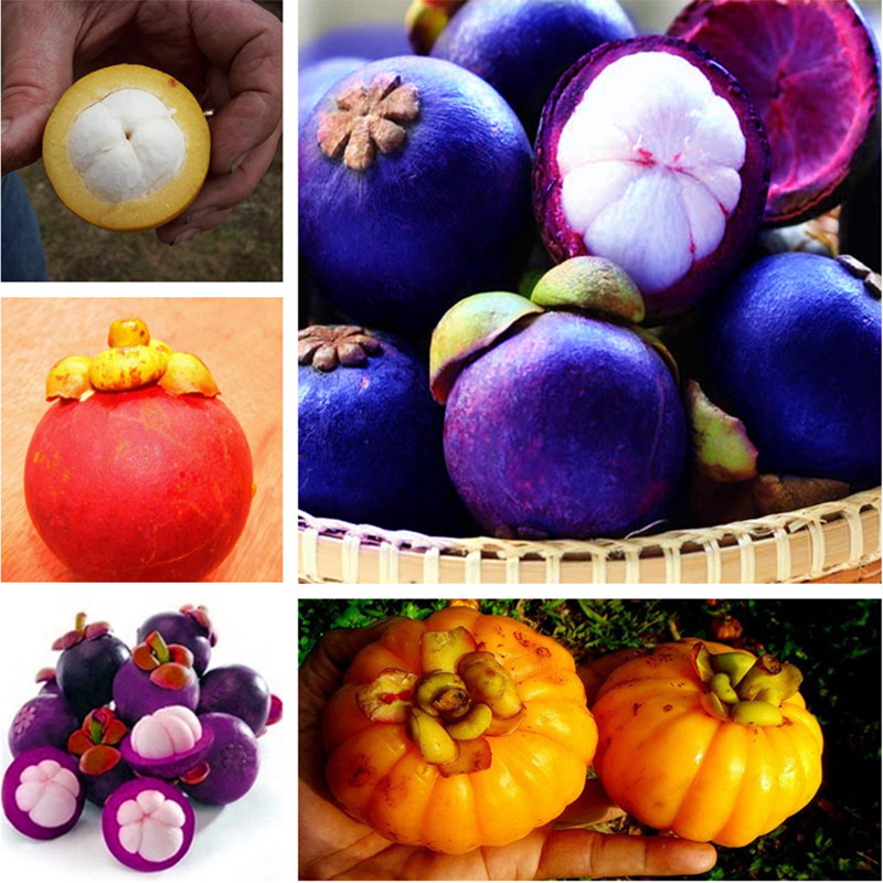 

100pcs seeds / pack Mangosteen Bonsai Perennial tree tropical home plants garden fruit tree gourmet fruit The Germination Rate 95% Aerobic Potted Delicious Tasty