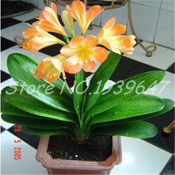 

100 Pcs Bonsai Clivia seeds Rare Rainbow Flowers,Potted Plants Dedicated Windowsill Perennial Flower Garden Decor Natural Growth Variety of Colors Aerobic Potted