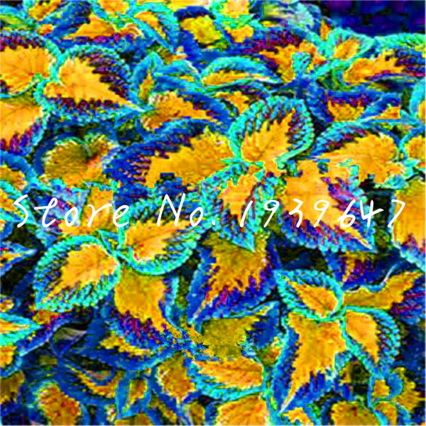 

100 Pcs Coleus Grass , Perennial potted Bonsai Plant Blumei Flower Ornamental planta For Home Graden Fresh Showy Natural Growth Variety of Colors Aerobic Potted