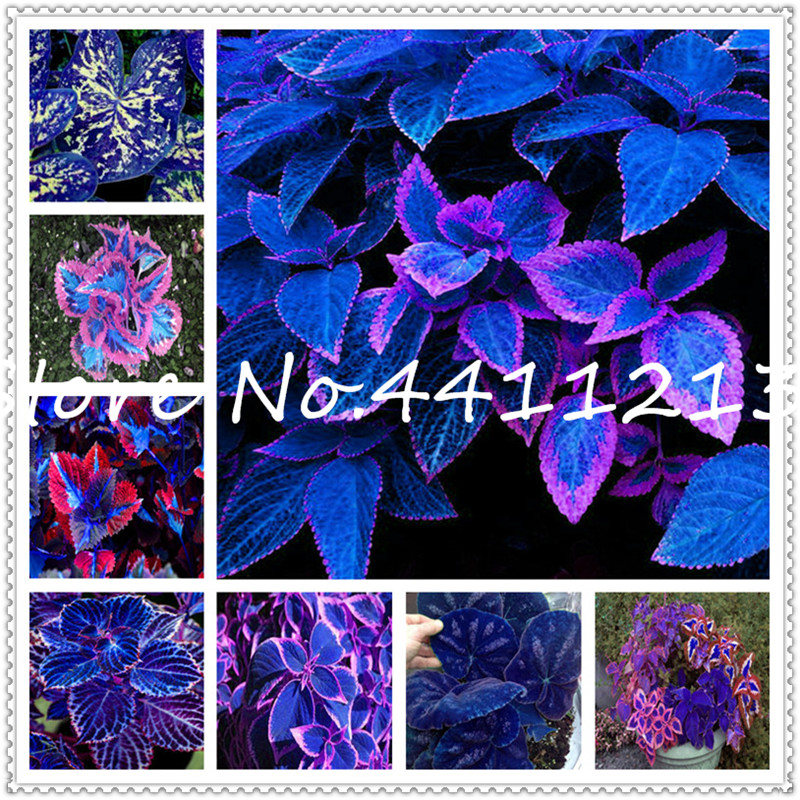 

100Pcs seeds Coleus Bonsai Rare Blumei Rainbow Color Flower flores for Home Garden Indoor Plants Fast Growing Planting Season Purify The Air Absorb Harmful Gases