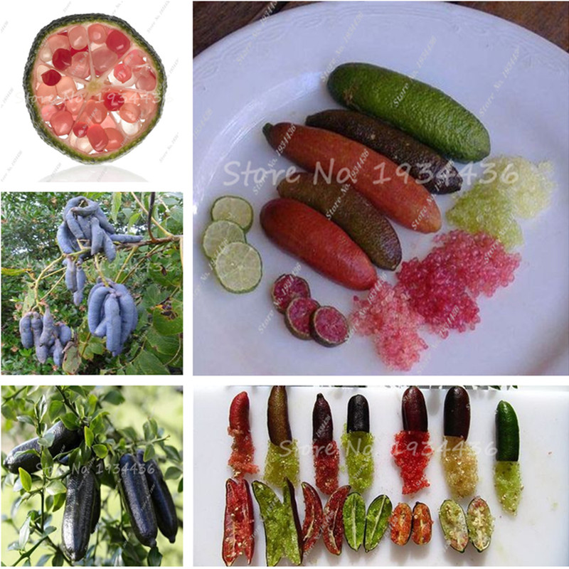 

50 Pieces seeds Rare Australian Finger Orange Citrus Lemon Bonsai Bonsai Blood Delicious Fruit Pomegranate Tree Bonsai DIY Home Garden