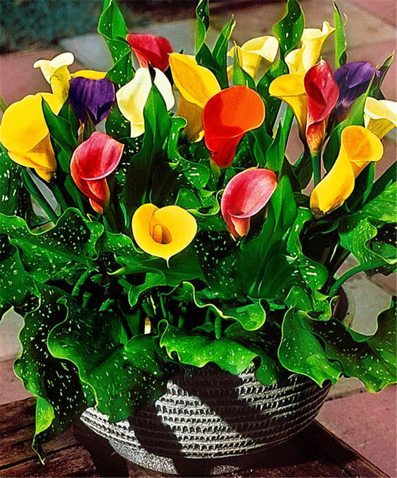 

Garden Decorations The Budding Rate 95% 100pcs Calla lily Pcs Flower Seeds Bonsai Rare Plant for Home Courtyard Planting