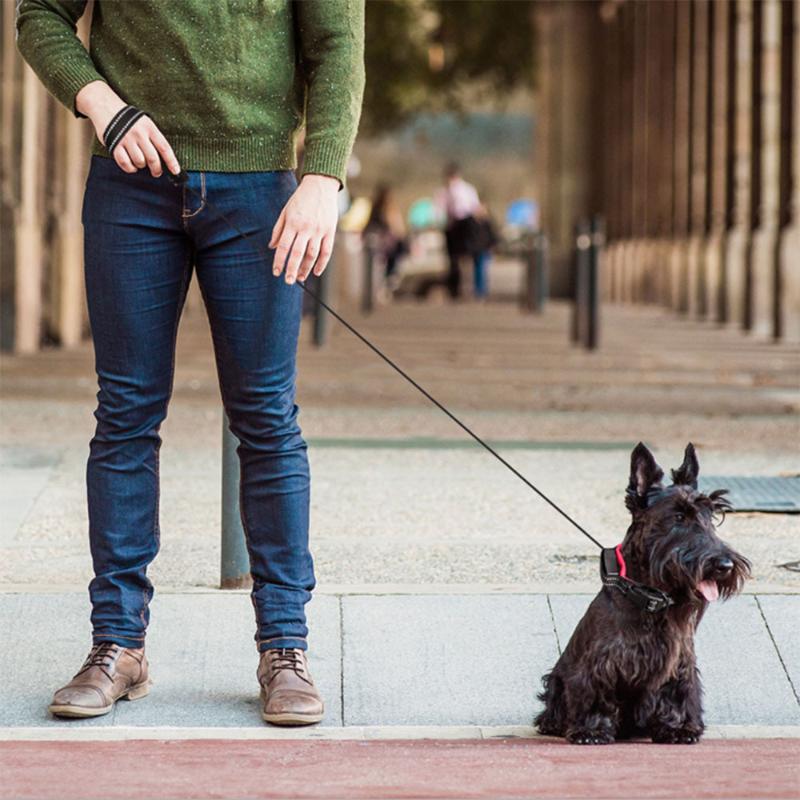 

Nylon Dog Collar with Retractable Dog Leash Traction Rope Puppy Collar Harness Pet Pet Products Supplies For Most