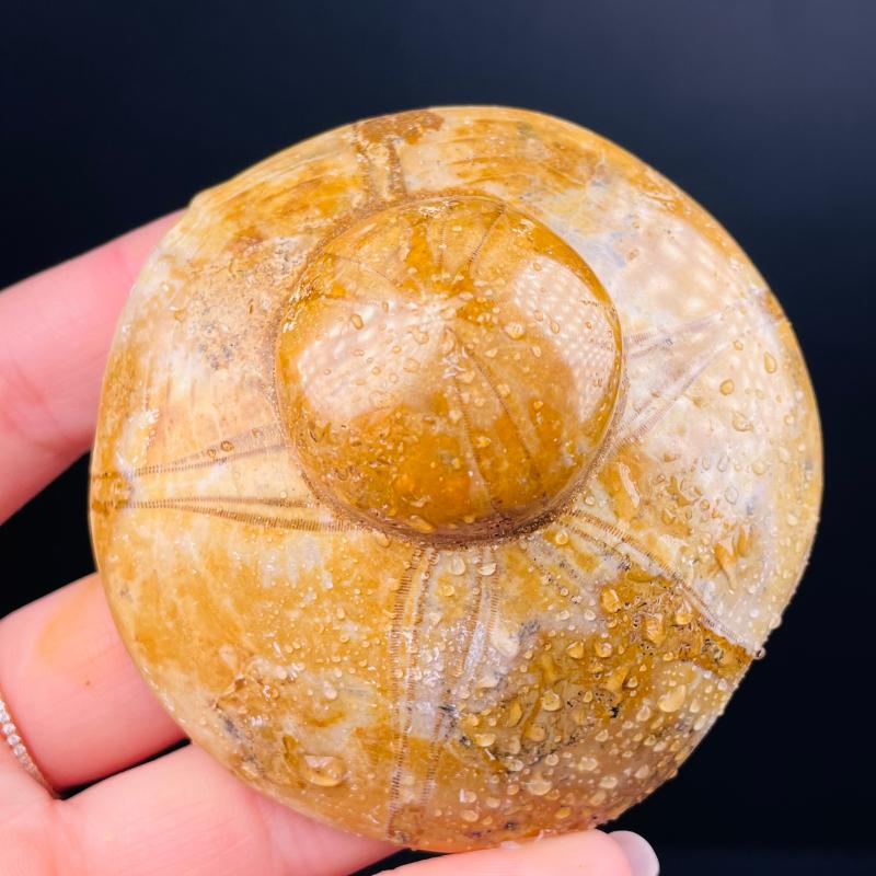 

New!!!Natural Quartz Starfish Sea Urchin Fossil Mineral Specimen Stone Gift decor