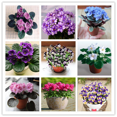 

100 Pcs seeds Colorful African Violet Bonsai Diy Garden Dwarf Plants Bonsai Flowers Matthiola Perennial Herb Plant Flore Purify The Air Absorb Harmful Gases
