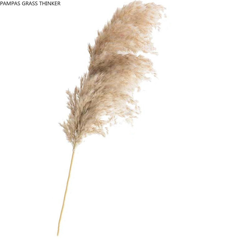 

Pampas Grass Thinker Dried flowers pampas grass bunch pure natural reed flowers window display wedding home decor flower Fluffy Pampas Grass, Raw color