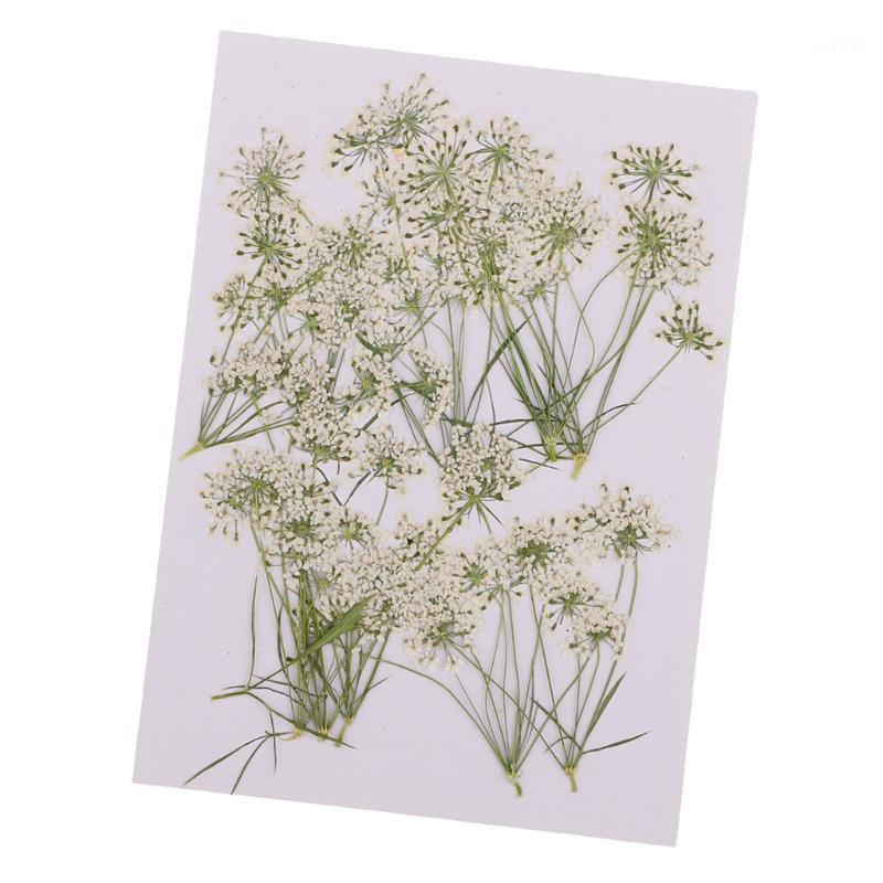 

10 Piece Pressed Natural Dried Flowers Lace Flower for DIY Craft Scrapbooking Handmade Home Ornament Artificial Decorations1, As pic