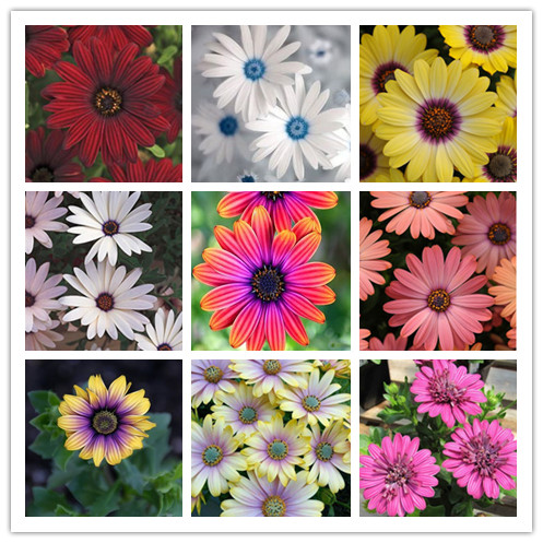 

50 pcs seeds / Bag Osteospermum Bonsai Flower Pots Blue Daisy for Home Garden All for a summer residence Natural Growth Variety of Colors Th