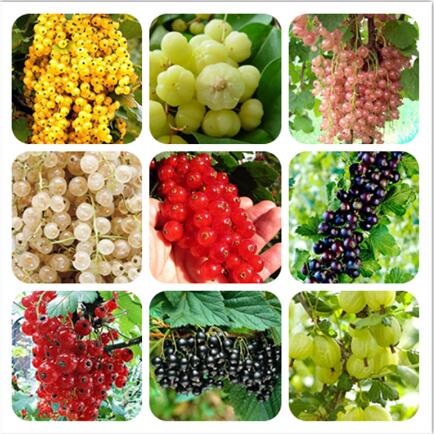 

200pcs seeds Sweet Tasty Physalis Currant Juicy Bonsai Latern Garden Plant Fruit Berry Gold Berry Semi The Germination Rate 95% Natural Growth Variety of Colors