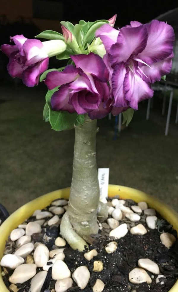 

2 pcs seeds Desert Rose Adenium Farm Fast Growing Planting Season Purify The Air Absorb Harmful Gases Natural Growth Variety of Colors All for a summer residence