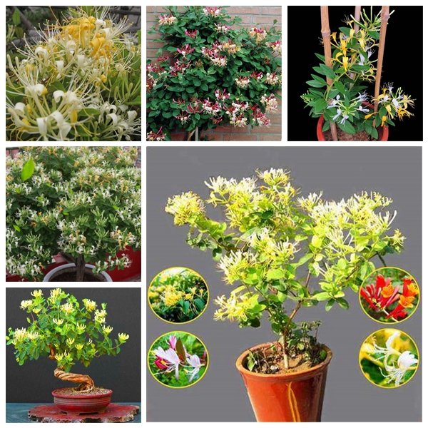 

50pcs honeysuckle Flower Seeds for Patio Lawn Garden Supplies Bonsai Plants Purify The Air Absorb Harmful Gases The Germination Rate 95% Fast Growing Planting Season