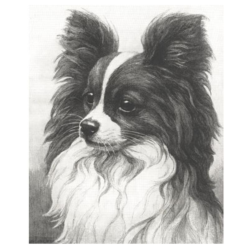 

Crystal Wall Sticker And Diamond Painting 5d dog decor Black and White Papillon Dog Picture Embroidery Mosaics ZP-749
