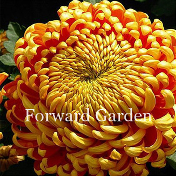 

100 Pcs seeds Daisy Flower China Aster Bonsai Chrysanthemum Natural Beautiful Potted Plants For Home Garden Natural Growth Variety of Colors Aerobic Potted