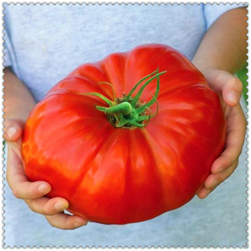

100 Pcs seeds /Lot Garden Supplies Giant Tomato plants Organic Heirloom Vegetables Perennial Plant Pot Purify The Air Organic Non-GMO Delicious Tasty Aerobic Potted