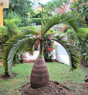 

10pcs Bottle Palm Tree Flower Seeds for Patio Lawn Garden Supplies Bonsai Plants Fast Growing Planting Season The Germination Rate 95% All for a summer residence