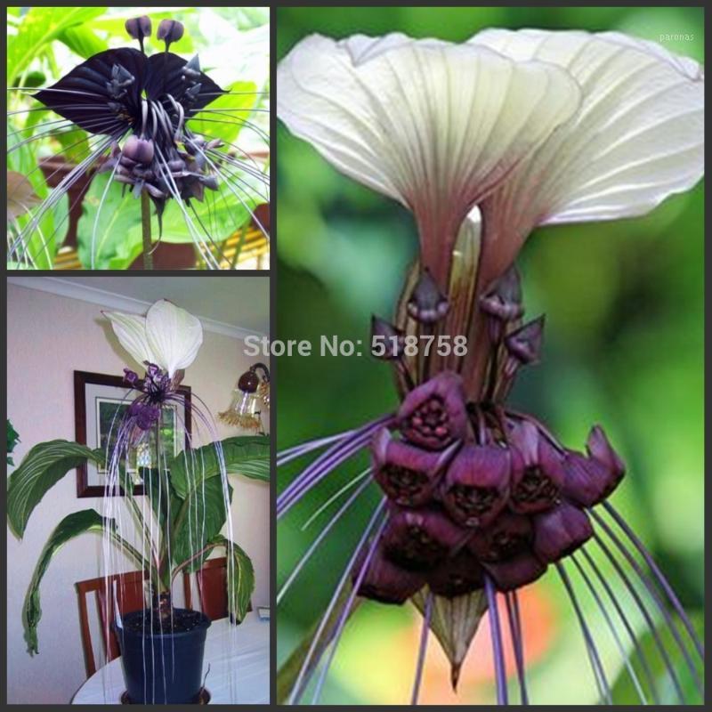 

100pcs Fresh Real Tacca Integrifolia OoEasy Fing flower F1, Black