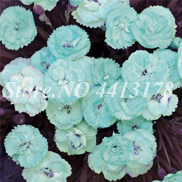 

100pcs seeds Carnations Flower Garden Supplies Decorative Landscaping Aerobic Potted Radiation Protection Natural Growth Variety of Colors The Budding Rate 95%