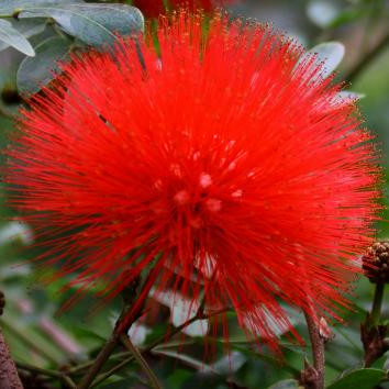 

Garden Decorations 50pcs Albizzia Acacia Flower Seeds for Bonsai Plants Organic Non-GMO Beautifying And Air Purification The Germination Rate 95% Natural Growth