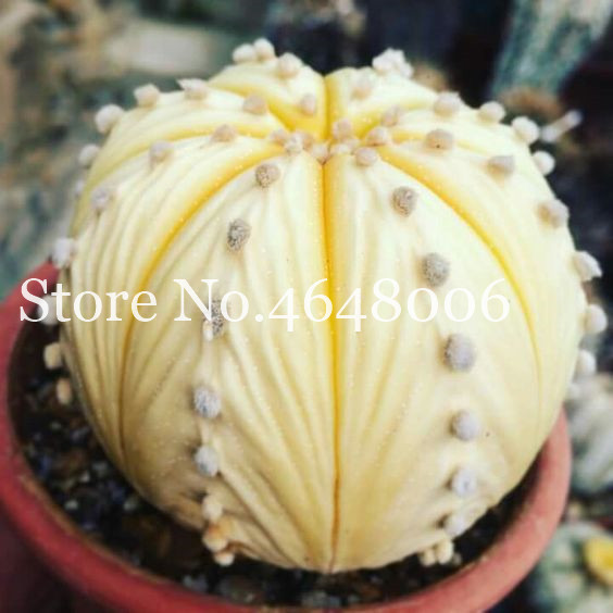 

100 Pcs seeds /Lot Time Limited! Sementes Cactus Plants Lithops Succulents Living Stones Bonsai Organic Diy Indoor Home Garden Natural Growth Variety of Colors