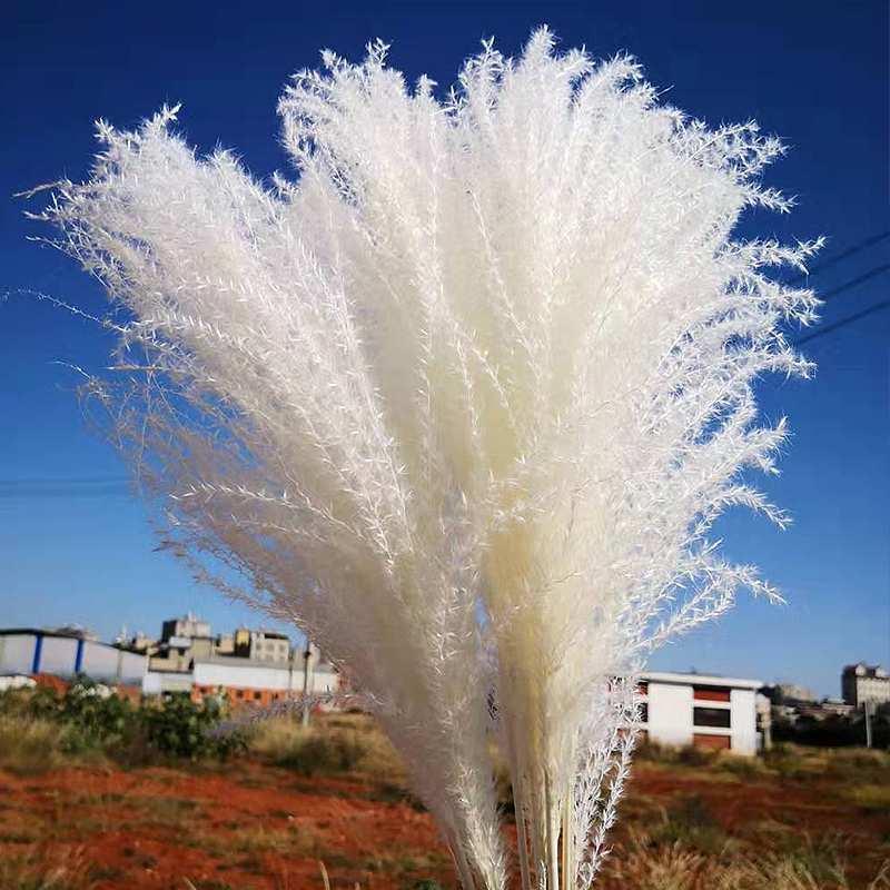 

10 Pcs Dried Pampas Grass Decor Plants White Natural Phragmites Wedding Home Decor Real Dried Natural Dried Flowers Ornament Y0104