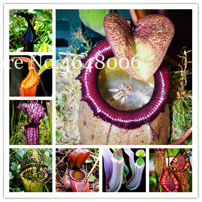 

Multifarious Nepenthes Carnivorous Bonsai 100 Pcs seeds Fly Catcher Dionaea Muscipula Giant Clip Venus Flytrap Plant For Garden Natural Growth Variety of Colors