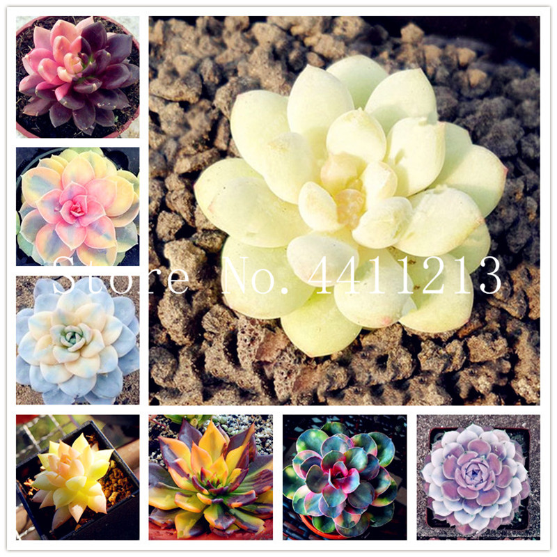 

100pcs seeds Garden Supplies Bonsai Colorful Succulents color plants Lithops Living Stones Cactus potted Planting Season Purify The Air Absorb Harmful Gases