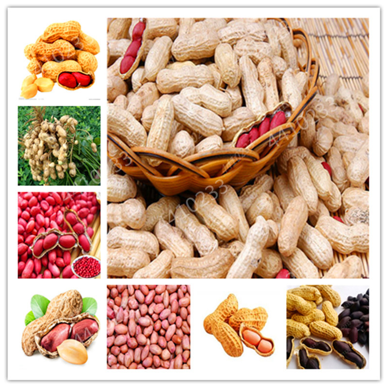 

10pcs seeds Mixed Organic Peanut Bonsai Arachis Hypogaea Relic Rare Plant Herb Vegetable For Home Garden Planting The Germination Rate 95% Radiation Protection