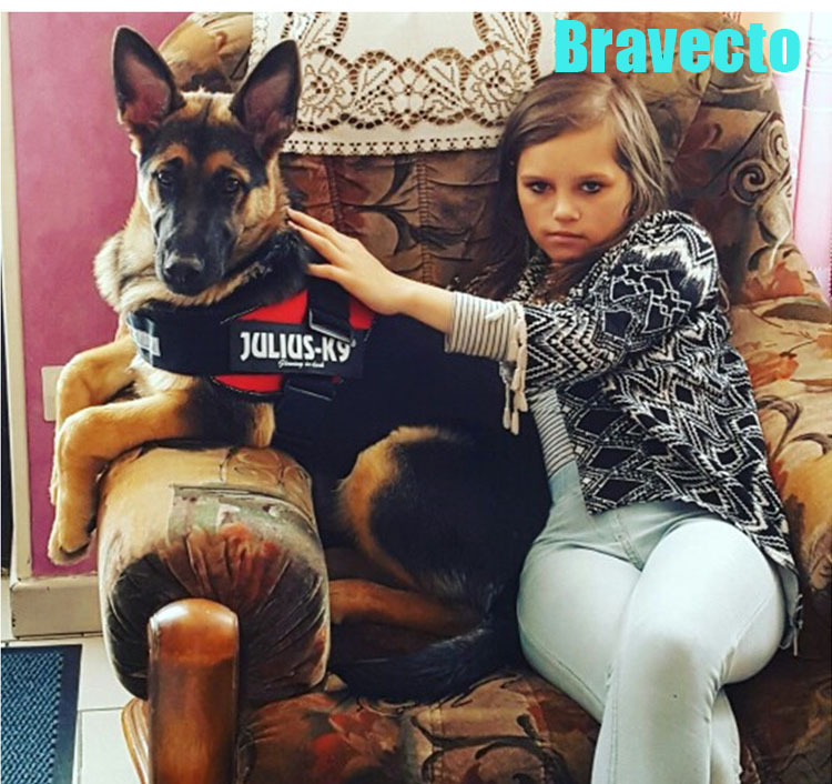 

Bravecto For Dogs LJ201130, Dog 2-4.5kg