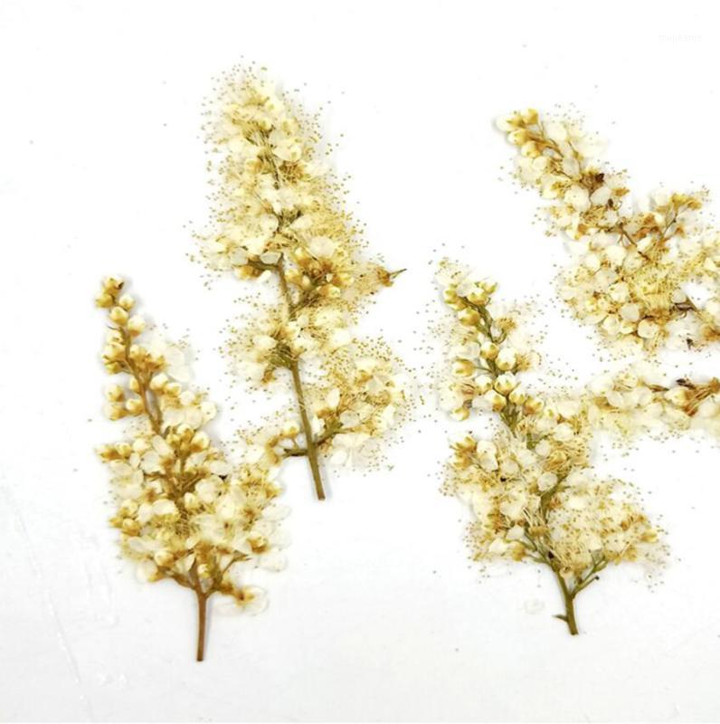 

120pcs Pressed Dried Spiraea Thunbergii Sieb. Flower For Jewelry Postcard Photo Frame Phone Case Bookmark Making DIY1