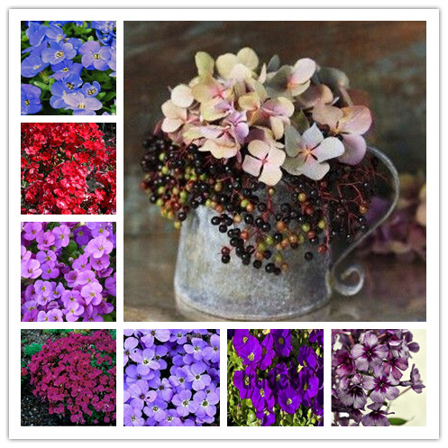 

100 pcs / lot seeds Aubrieta rock cress flower bonsai Evergreen Perennial Resistant ground cover plant for home garden The Germination Rate 95% Variety of Colors