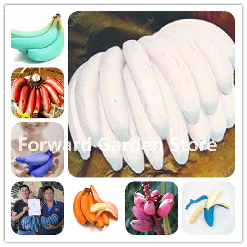 

Dwarf Banana Tree Bonsai 100 Pcs seeds Fruit Succulent Plant Rare Mini Bonsai Musa Velutina Sementes Da Fruta Natural Growth Variety of Colors Aerobic Potted