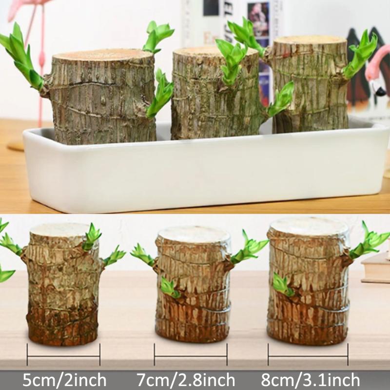 

Mini Brazil Lucky Badan Wood Hydroponic Potted Plant Stump Mini Plant Indoor Office Desktop Home Decoration Hydroponic Plants, 01