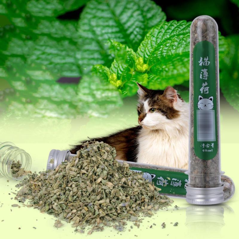 

40ml Fresh Organic Dried Cat Catnip Nepeta cataria Leaf Flower