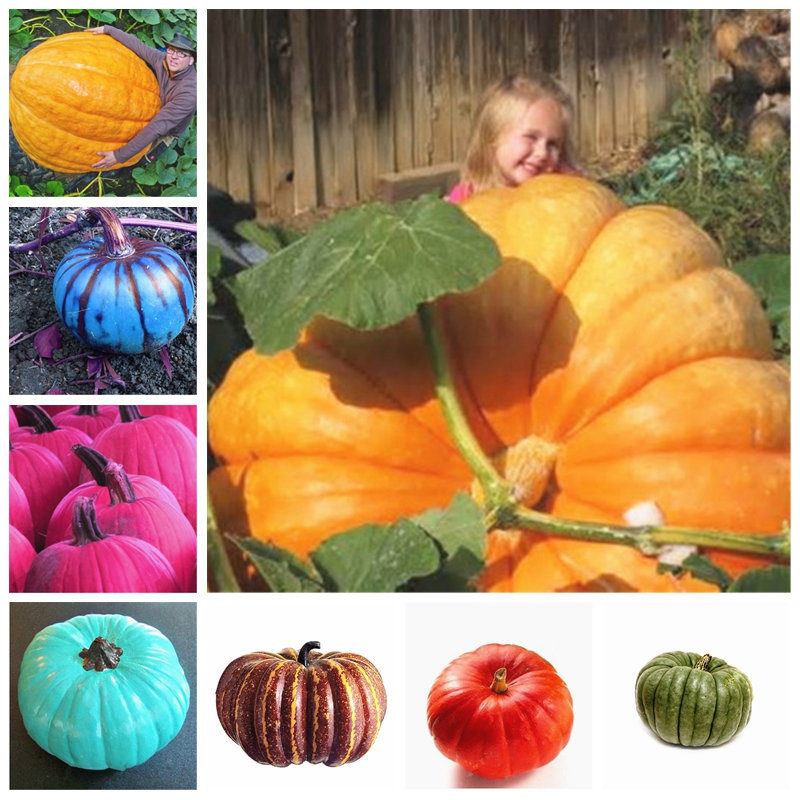 

10 pcs seeds Giant Pumpkin Plants Vegetable Fruit Bonsai Happy Farm For Home Garden Purify The Air Absorb Harmful Gases Natural Growth Varie
