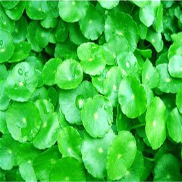 

100pcs Horseshoe gold Money Grass Flower Seeds for Patio Lawn Garden The Germination Rate 95% Fast Growing Supplies Bonsai Plants Purify The Air Absorb Harmful Gases