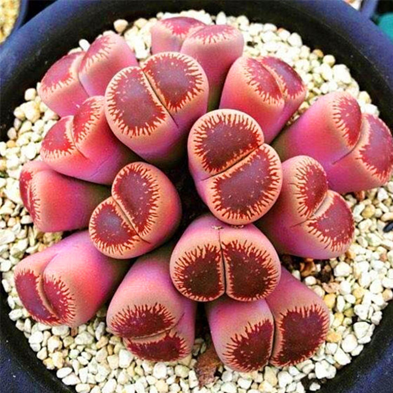 

100 pcs seeds / bag Real Mini Succulent Cactus Bonsai Rare Perennial Herb Pot Flower Indoor Planta for Home Garden Decor Fast Growing Planting Season Aerobic Potted