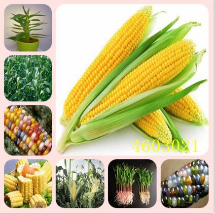 

10pcs seeds bonsai Rainbow Sweet Corn Organic Edible Vegetable For Garden Planting & Decoration Organic Non-GMO Delicious Tasty Variety of Colors Aerobic Potted
