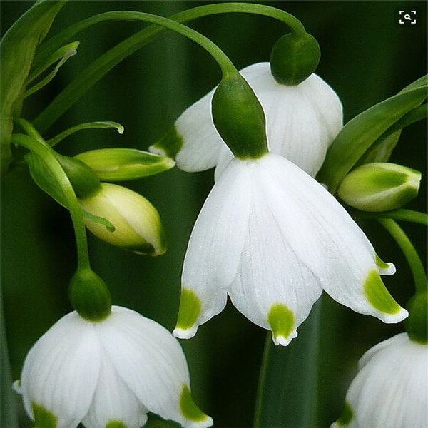 

100PCS Galanthus nivalis Showy Flower Seeds for Bonsai Plants All for a summer residence Fast Growing Planting Season The Germination Rate 95% Garden Decorations