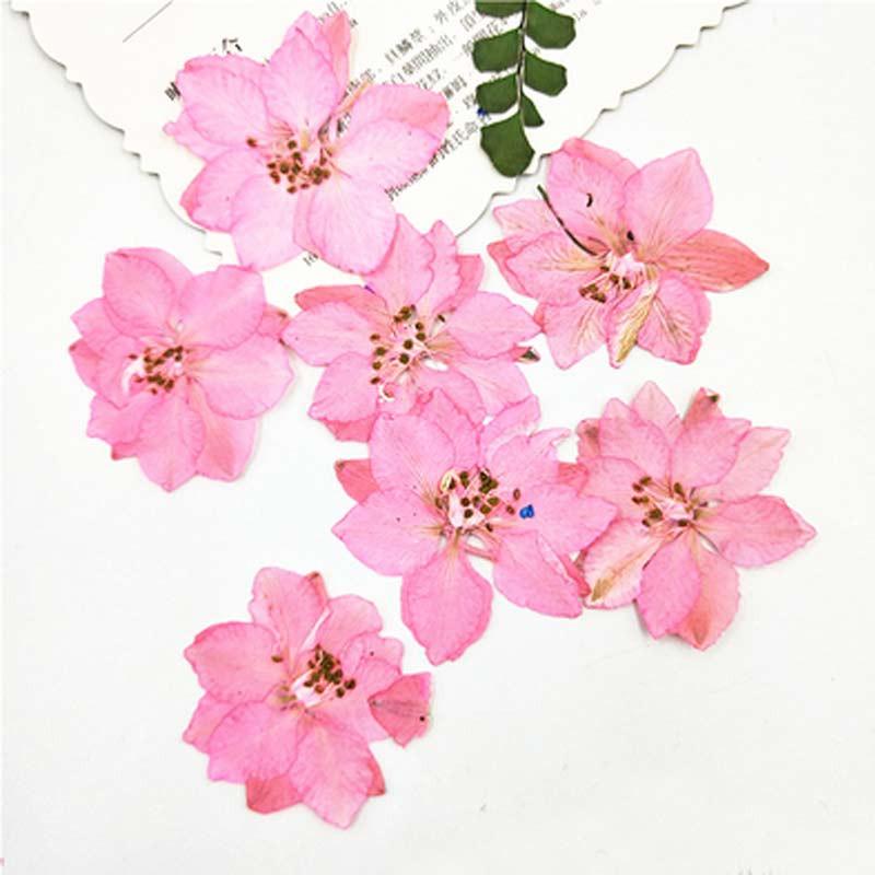 

Dye Color Larkspur 1000pcs for DIY filler material Real Press Flower Wholesales Free shipment, Red
