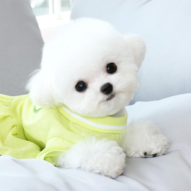 

Summer thin section breathable pet POLO skirt Teddy bear Xiong Bomei VIP Yorkshire cat puppy clothes, Blue
