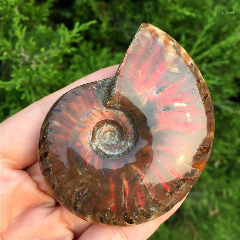 

Beautiful Spiral Natural Ammonite Fossil Madagascar Colorful Shell Fossil Specimen Nice Gift For Stone Collection1