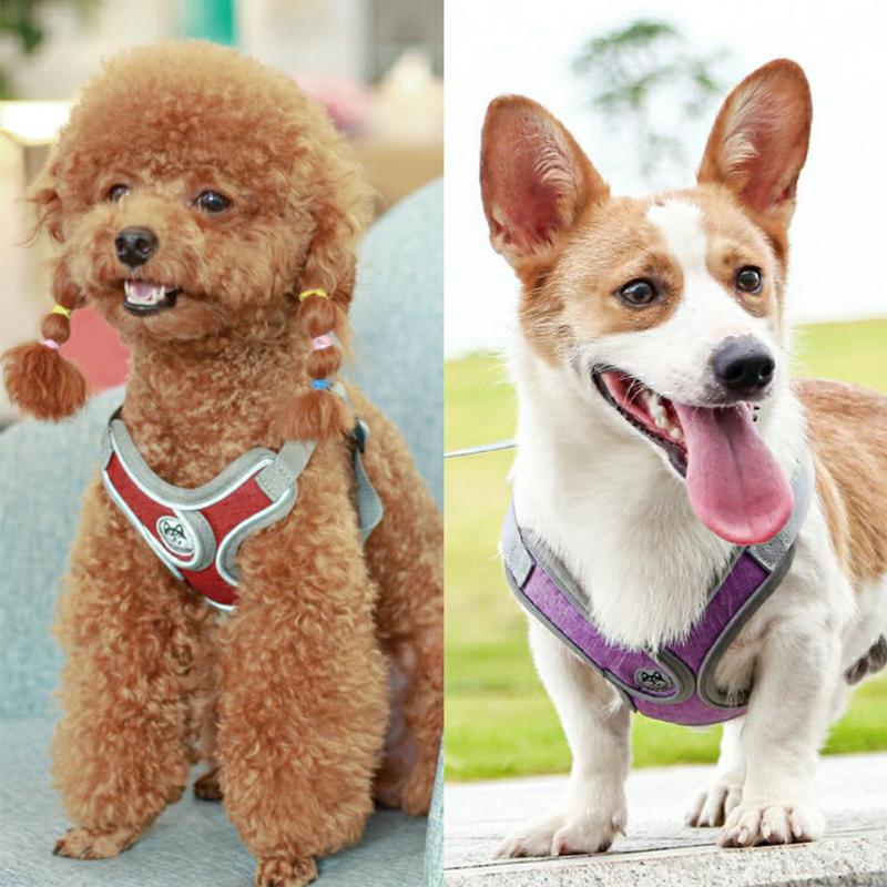 

dog dogs harness for leash