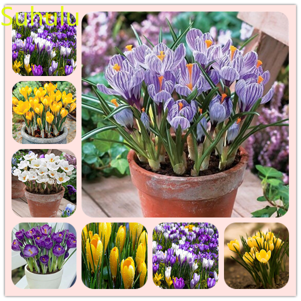

New Variety 100PCS saffron Seeds Garden Indoor Flowers Balcony & Courtyard Purifying Air Bonsai Plant
